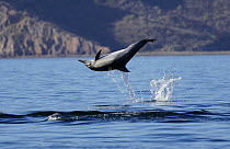 Long-beaked Common Dolphin (Delphinus capensis) jumping, Sea of Cortez, Mexico