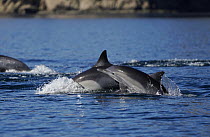 Long-beaked Common Dolphin (Delphinus capensis) mother and calf porpoising, Sea of Cortez, Mexico