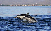 Long-beaked Common Dolphin (Delphinus capensis) mother and calf porpoising, Sea of Cortez, Mexico