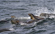 California Sea Lion (Zalophus californianus) group foraging for Northern Anchovy (Engraulis mordax), Monterey Bay, California