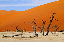 Camelthorn Acacia (Acacia erioloba) dead trees with sand dunes in background, Dead Vlei, Namib-Naukluft National Park, Namibia