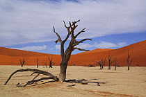 Camelthorn Acacia (Acacia erioloba) dead trees with sand dunes in background, Dead Vlei, Namib-Naukluft National Park, Namibia