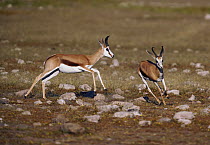 Springbok (Antidorcas marsupialis) males in dominance chase, Etosha National Park, Namibia