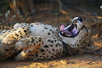 Cheetah (Acinonyx jubatus) yawning, Namibia