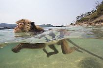 Long-tailed Macaque (Macaca fascicularis) swimming in ocean, Thailand