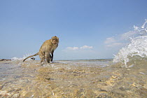 Long-tailed Macaque (Macaca fascicularis) in waves, Thailand