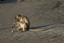 Long-tailed Macaque (Macaca fascicularis) using stone tool to crush shell, Piak Nam Yai Island, Thailand