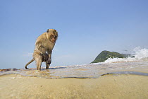 Long-tailed Macaque (Macaca fascicularis) on beach, Thailand