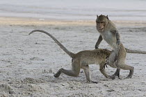 Long-tailed Macaque (Macaca fascicularis) pair playing on beach, Thailand