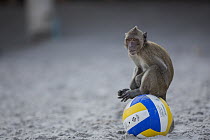 Long-tailed Macaque (Macaca fascicularis) on ball on beach, Thailand