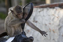 Long-tailed Macaque (Macaca fascicularis) looking at reflection, Thailand