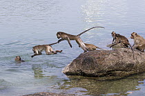 Long-tailed Macaque (Macaca fascicularis) group jumping into water, Thailand