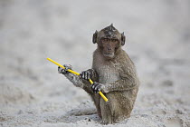 Long-tailed Macaque (Macaca fascicularis) playing with plastic on beach, Thailand