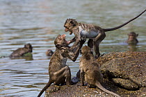Long-tailed Macaque (Macaca fascicularis) group playing, Thailand
