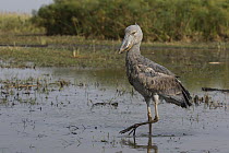 Shoebill (Balaeniceps rex) wading, Bangweulu Wetlands, Zambia