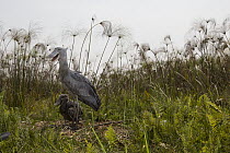 Shoebill (Balaeniceps rex) parent with two month old chick at nest, Bangweulu Wetlands, Zambia