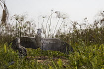 Shoebill (Balaeniceps rex) parent shading two month old chick at nest, Bangweulu Wetlands, Zambia