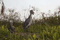 Shoebill (Balaeniceps rex) parent with two month old chick at nest, Bangweulu Wetlands, Zambia