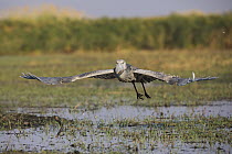 Shoebill (Balaeniceps rex) flying, Bangweulu Wetlands, Zambia