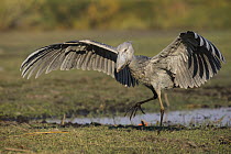 Shoebill (Balaeniceps rex) landing, Bangweulu Wetlands, Zambia