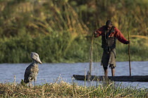 Shoebill (Balaeniceps rex) and fisherman, Bangweulu Wetlands, Zambia