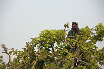 Shoebill (Balaeniceps rex) biologist, Elijah Mofya, on radio in tree, Bangweulu Wetlands, Zambia