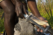 Shoebill (Balaeniceps rex) biologist, Elijah Mofya, measuring two month old chick, Bangweulu Wetlands, Zambia