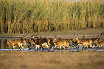 Lechwe (Kobus leche) herd in swamp, Bangweulu Wetlands, Zambia