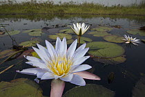 Water Lily (Nymphaea sp) flowers, Bangweulu Wetlands, Zambia