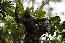 Chimpanzee (Pan troglodytes) five year old juvenile male named Fanwwaa using leaves as spoon to scoop water from tree cavity, Bossou, Guinea. Sequence 1 of 4