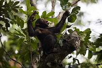 Chimpanzee (Pan troglodytes) five year old juvenile male named Fanwwaa using leaves as spoon to scoop water from tree cavity, Bossou, Guinea. Sequence 2 of 4