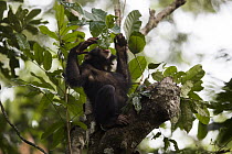 Chimpanzee (Pan troglodytes) five year old juvenile male named Fanwwaa using leaves as spoon to scoop water from tree cavity, Bossou, Guinea. Sequence 3 of 4