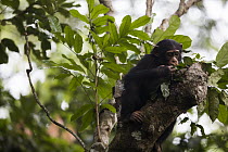 Chimpanzee (Pan troglodytes) five year old juvenile male named Fanwwaa using leaves as spoon to scoop water from tree cavity, Bossou, Guinea. Sequence 4 of 4