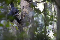 Chimpanzee (Pan troglodytes) using stick to forage for prey in small tree cavity, Bossou, Guinea