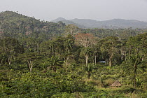 Huts in rainforest, Bossou, Guinea