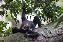 Chimpanzee (Pan troglodytes) five year old juvenile male named Fanwwaa laying on log, Bossou, Guinea