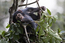 Chimpanzee (Pan troglodytes) five year old juvenile male named Fanwwaa at mother's nest, Bossou, Guinea