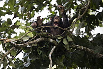Chimpanzee (Pan troglodytes) five year old juvenile male named Fanwwaa drumming on branch in nest, Bossou, Guinea