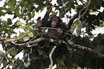 Chimpanzee (Pan troglodytes) five year old juvenile male named Fanwwaa drumming on branch in nest, Bossou, Guinea