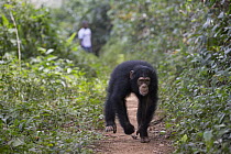 Chimpanzee (Pan troglodytes) five year old juvenile male named Fanwwaa running on path near person, Bossou, Guinea