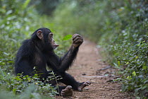 Chimpanzee (Pan troglodytes) five year old juvenile male named Fanwwaa holding leaf sitting along path, Bossou, Guinea