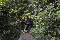 Chimpanzee (Pan troglodytes) five year old juvenile male named Fanwwaa throwing bark, Bossou, Guinea. Sequence 1 of 3