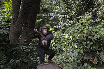 Chimpanzee (Pan troglodytes) five year old juvenile male named Fanwwaa throwing bark, Bossou, Guinea. Sequence 2 of 3