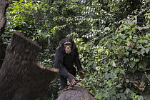 Chimpanzee (Pan troglodytes) five year old juvenile male named Fanwwaa throwing bark, Bossou, Guinea. Sequence 3 of 3
