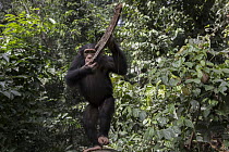 Chimpanzee (Pan troglodytes) five year old juvenile male named Fanwwaa throwing bark, Bossou, Guinea