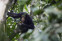 Chimpanzee (Pan troglodytes) five year old juvenile male named Fanwwaa feeding on fruit, Bossou, Guinea