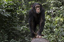 Chimpanzee (Pan troglodytes) five year old juvenile male named Fanwwaa, Bossou, Guinea