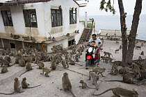 Long-tailed Macaque (Macaca fascicularis) troop at temple in city, Thailand