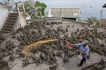 Long-tailed Macaque (Macaca fascicularis) troop being fed by man in city, Thailand