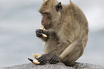 Long-tailed Macaque (Macaca fascicularis) feeding on crab, Khao Sam Roi Yot National Park, Thailand